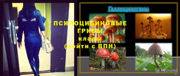 прущие грибы Медвежьегорск